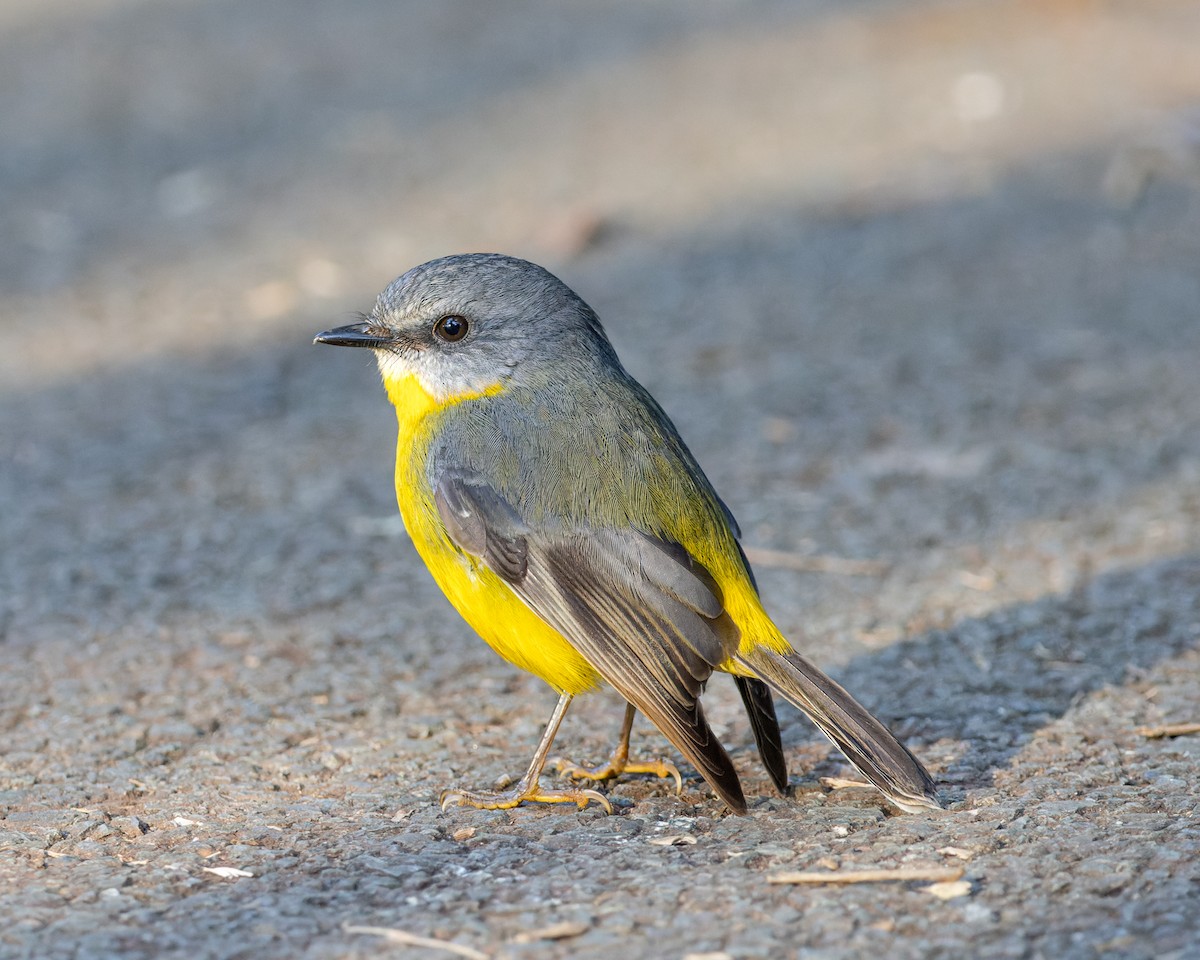 Eastern Yellow Robin - ML458609461