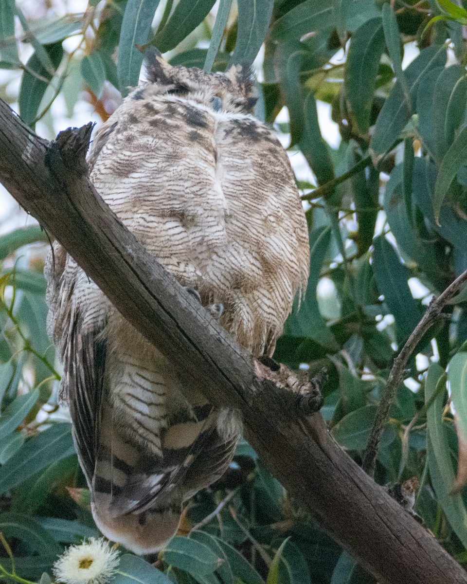 Lesser Horned Owl - ML458609551