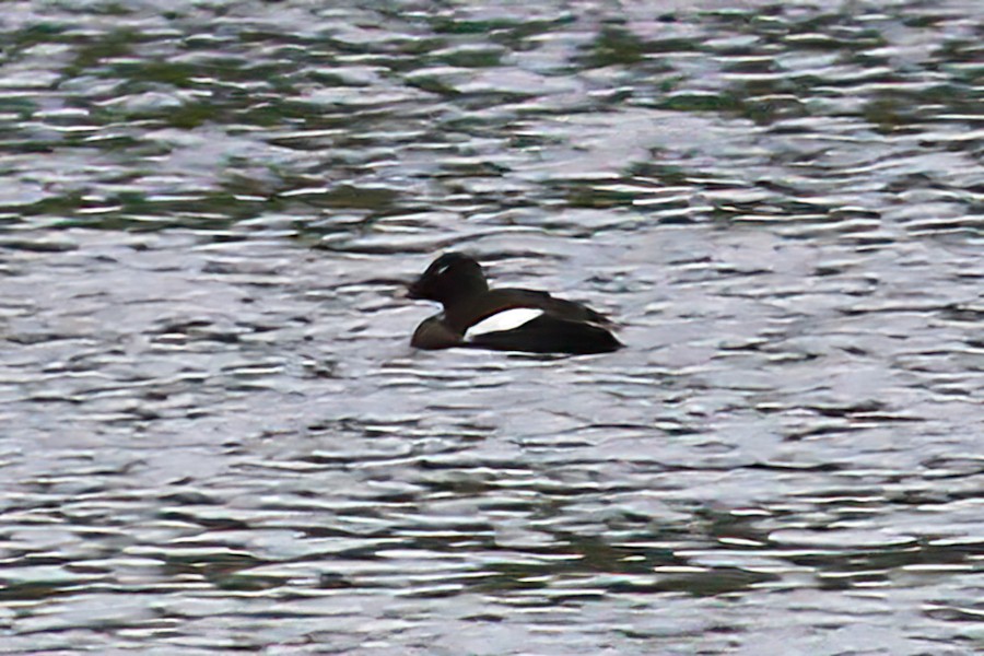 White-winged Scoter - Gary Jarvis