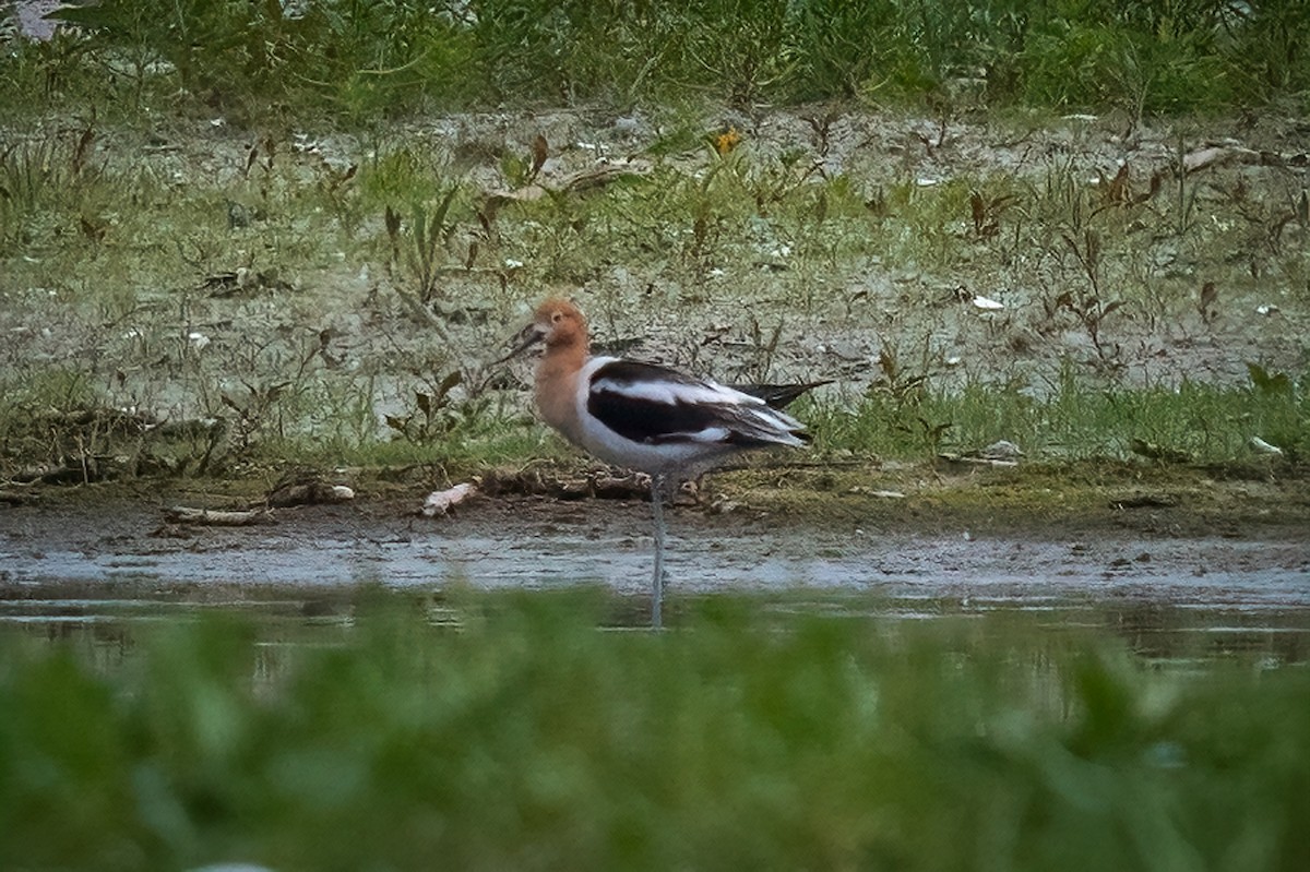 Avocette d'Amérique - ML458610121