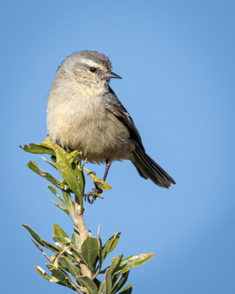 Cinereous Conebill - ML458610331