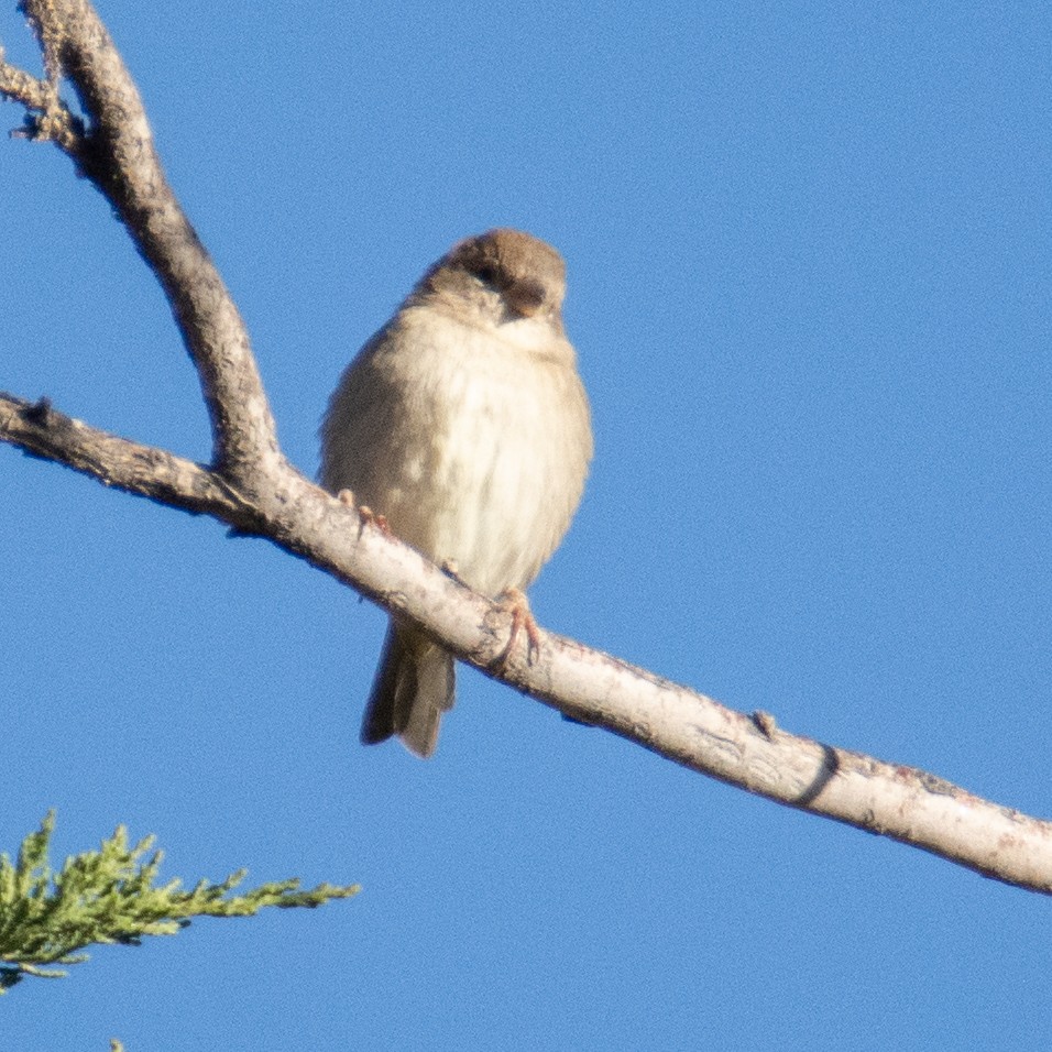 House Sparrow - ML458610661