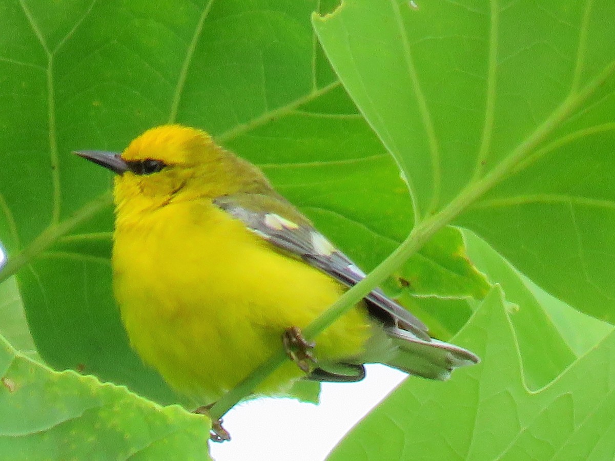 Blue-winged Warbler - ML458610781