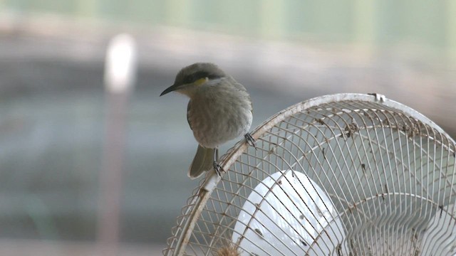 Singing Honeyeater - ML458611221