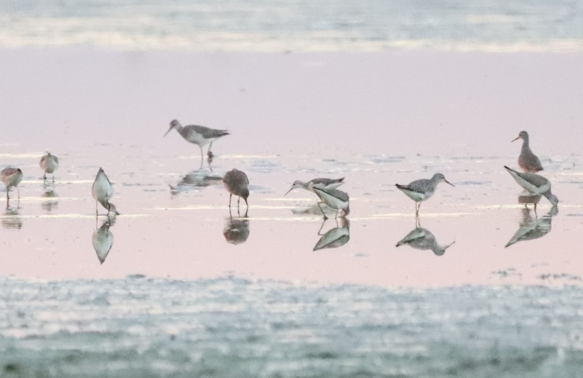 Phalarope de Wilson - ML458611721