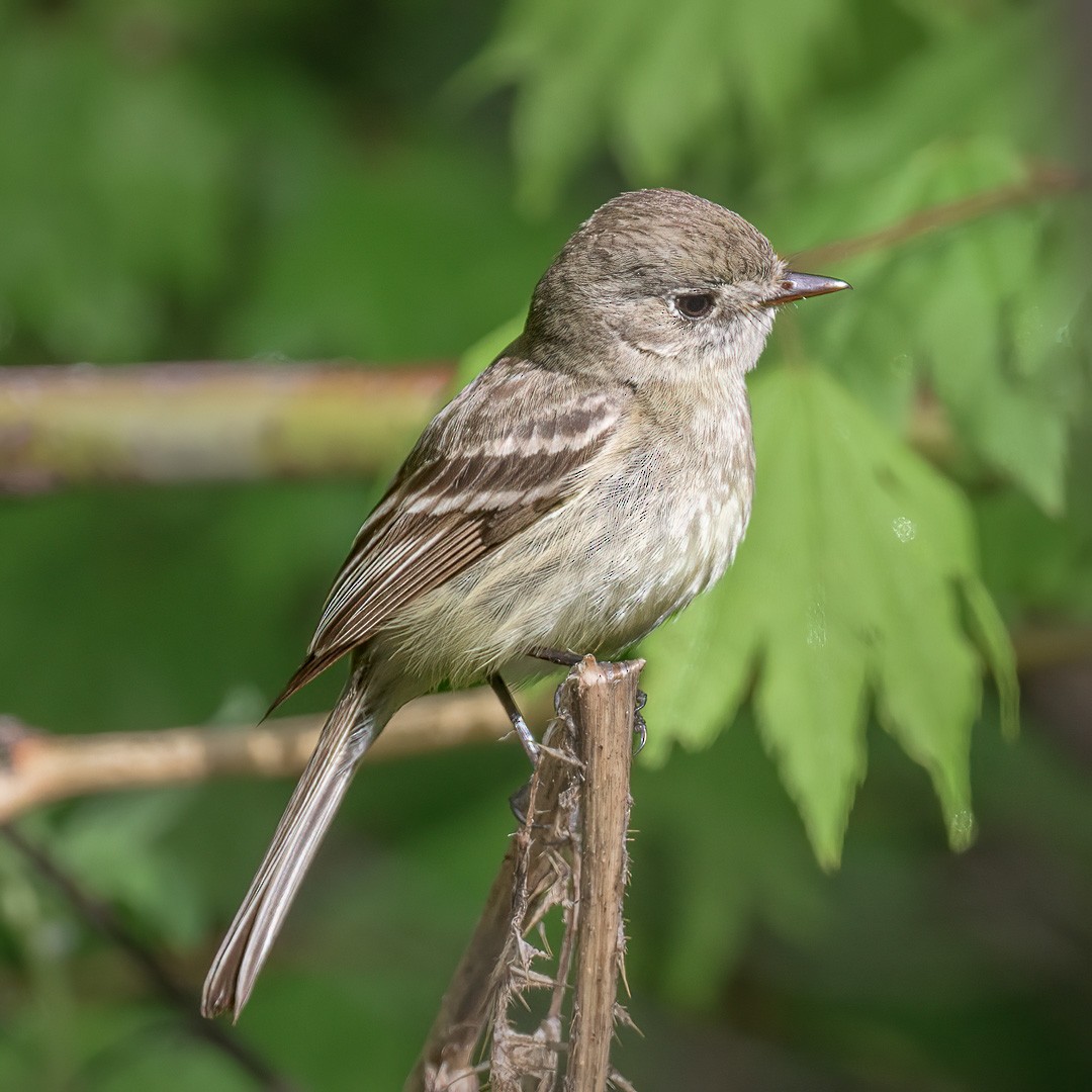 Dusky Flycatcher - ML458612221