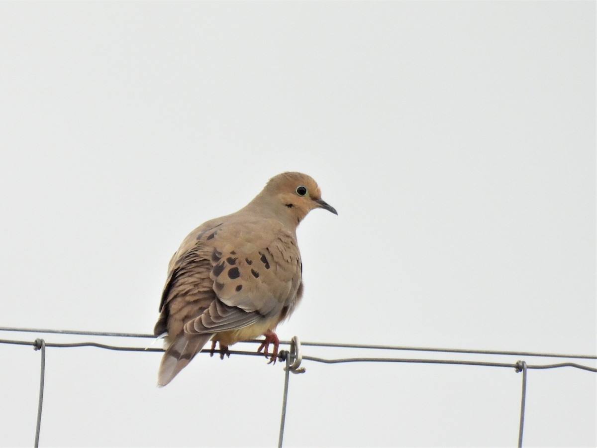 Mourning Dove - Don Manson