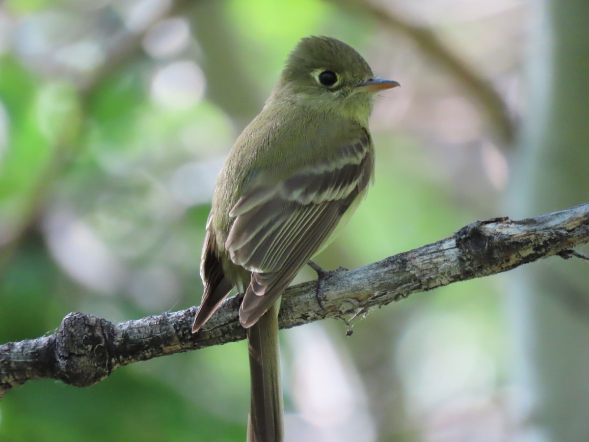 Western Flycatcher (Cordilleran) - ML458612961