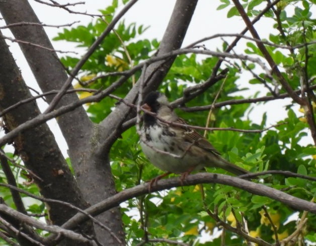 Harris's Sparrow - ML458613491