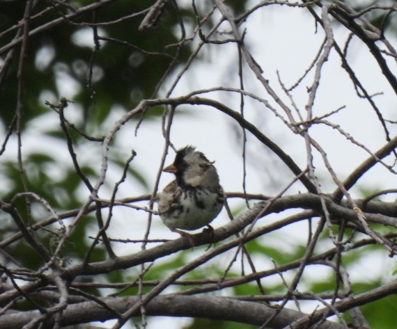 Harris's Sparrow - ML458613511