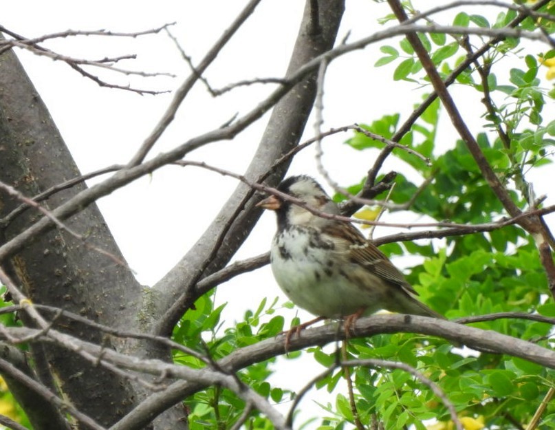 Harris's Sparrow - ML458613551