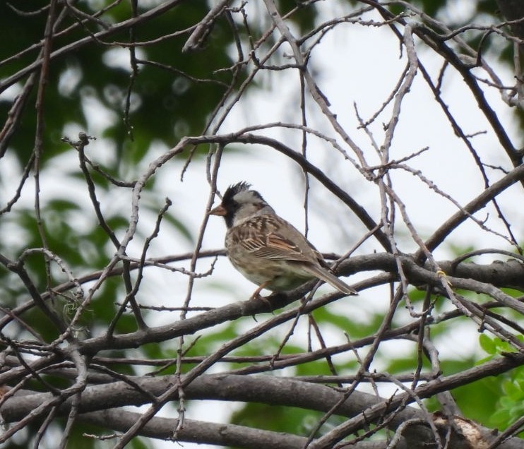 Harris's Sparrow - ML458613571