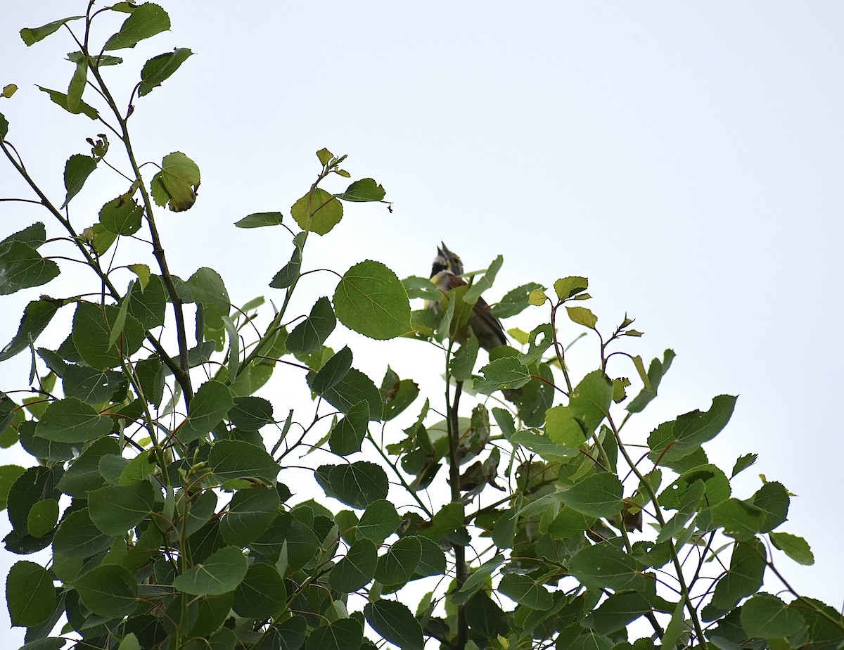 Dickcissel - ML458613681