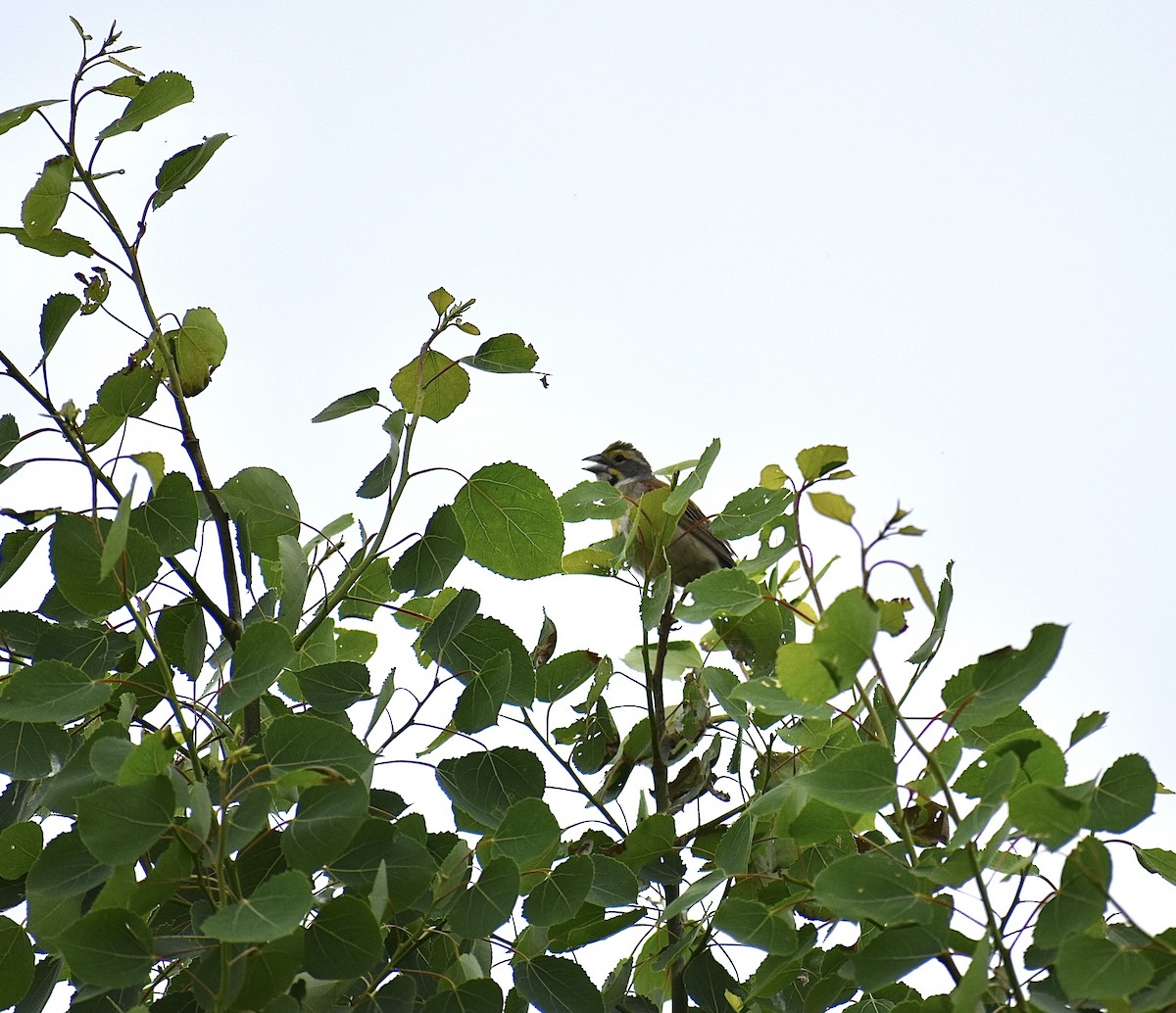 Dickcissel - ML458613731