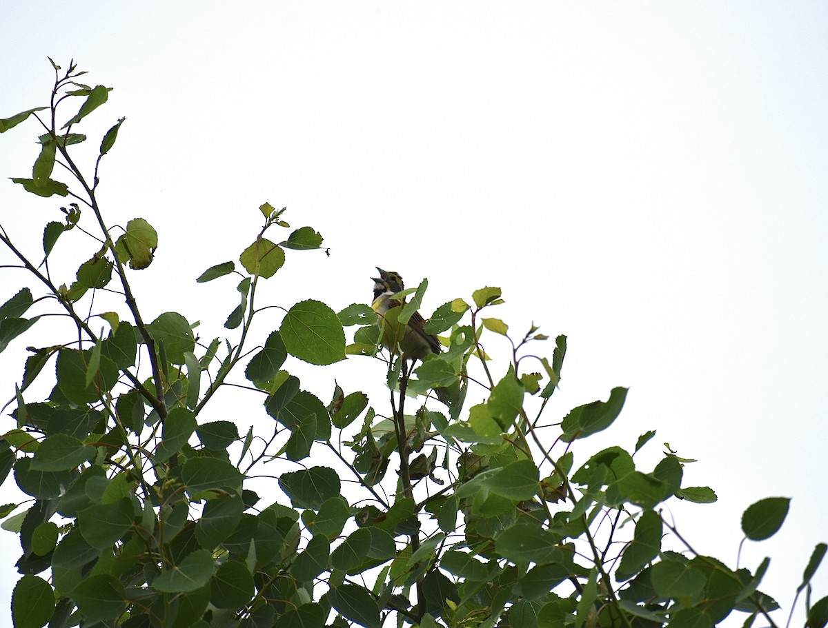 Dickcissel - ML458613751