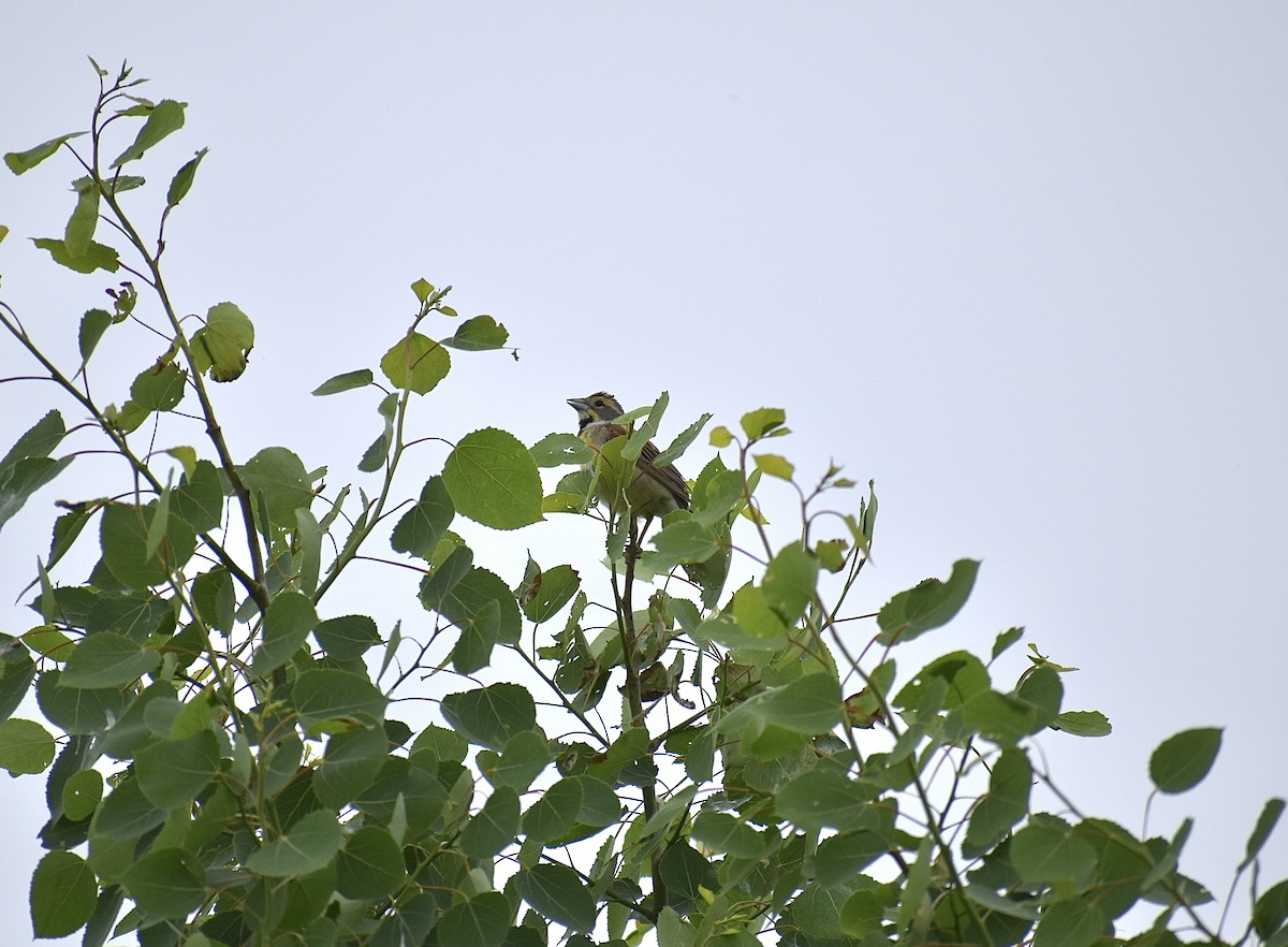 Dickcissel - ML458613771