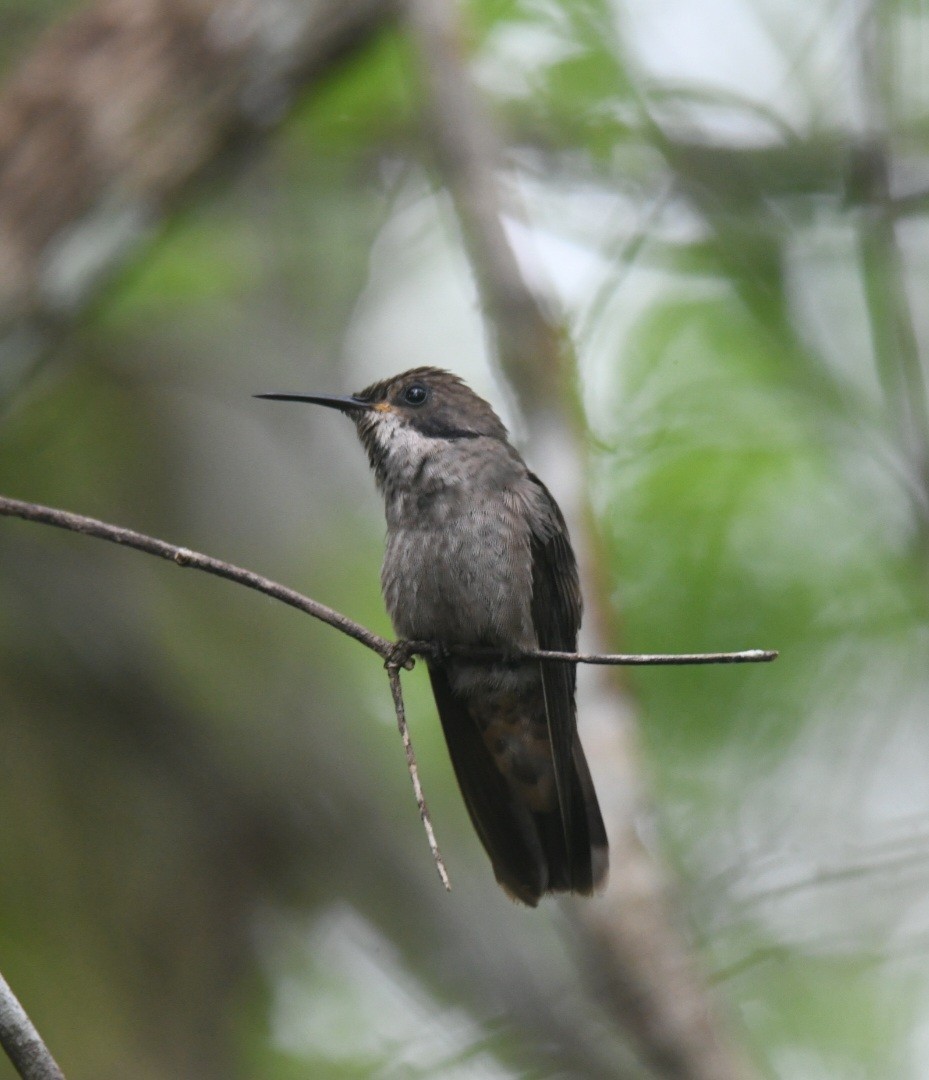 Brown Violetear - ML458614361