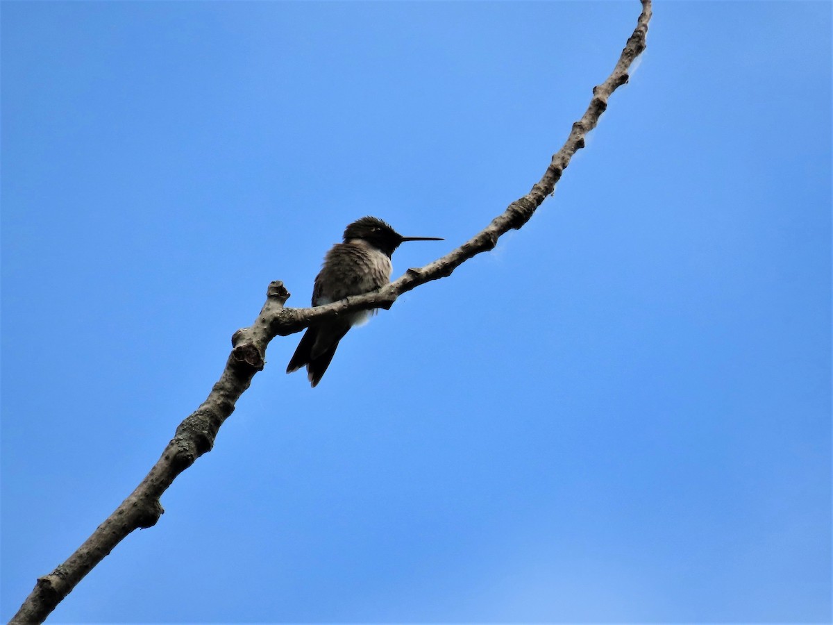 Ruby-throated Hummingbird - ML458614931