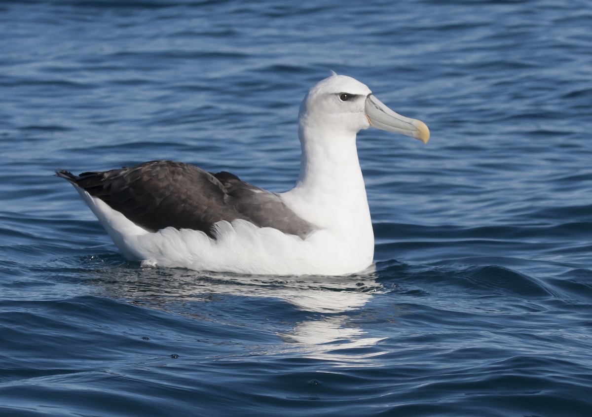 White-capped Albatross - ML45861521