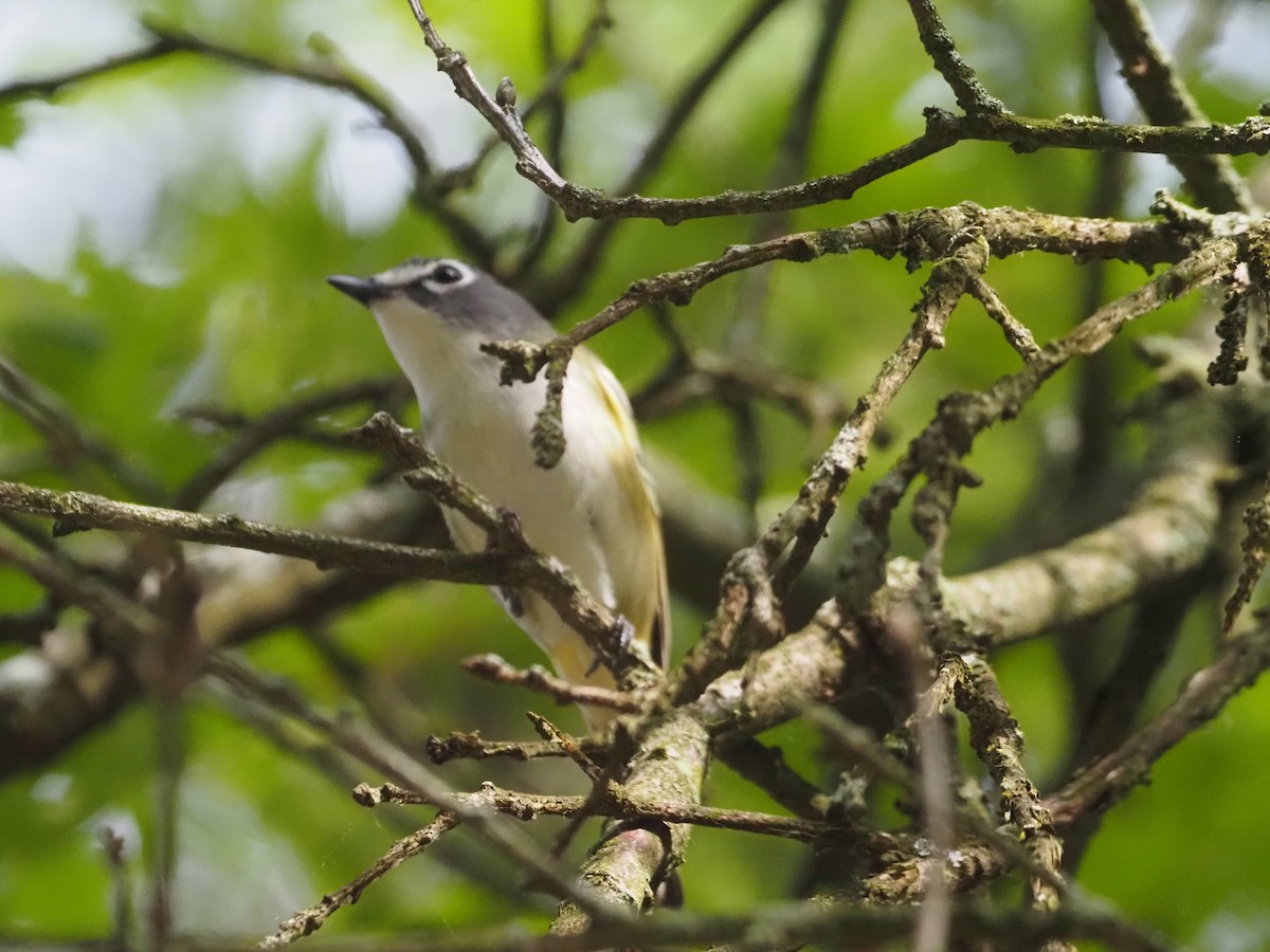 Blue-headed Vireo - ML458616761