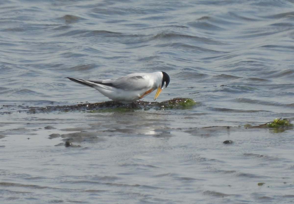 Least Tern - ML458617041