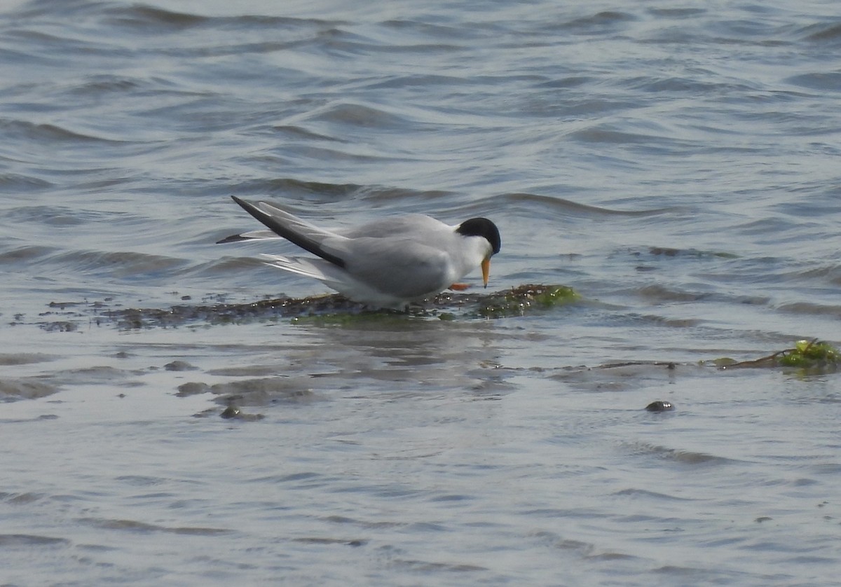 Least Tern - ML458617071