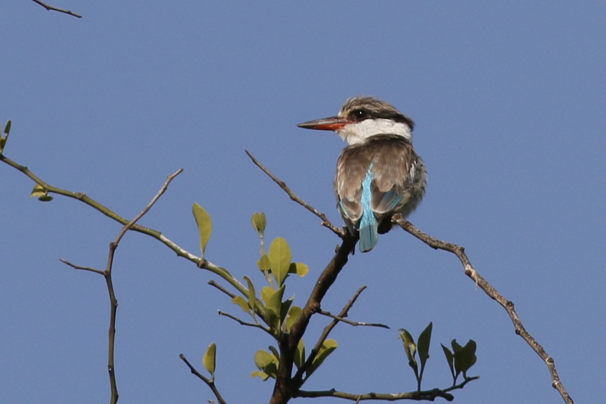 Striped Kingfisher - ML45861751