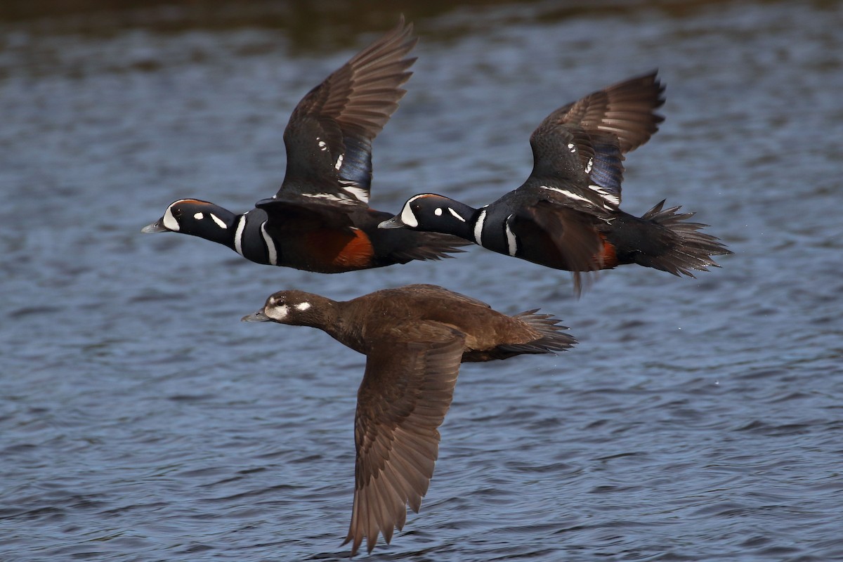 Harlequin Duck - Seth Beaudreault