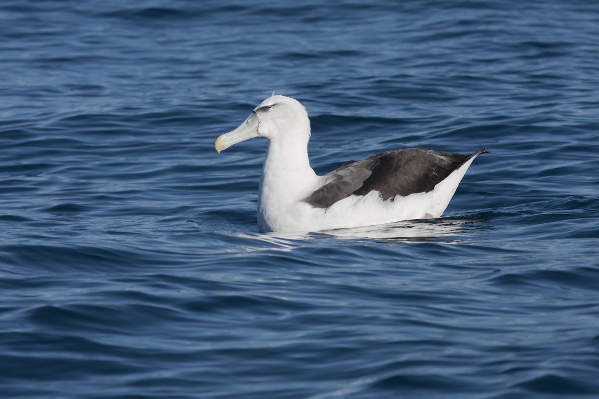 White-capped Albatross - ML45862001