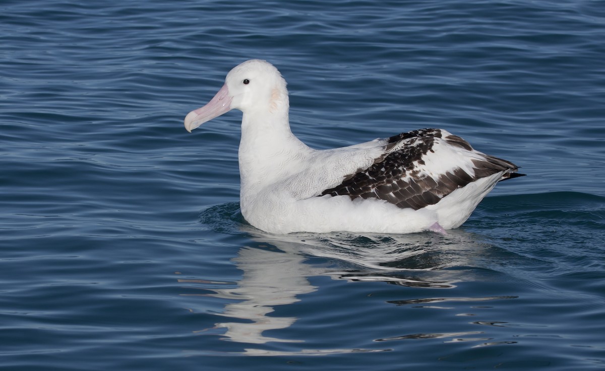 Antipodean Albatross (gibsoni) - ML45862111