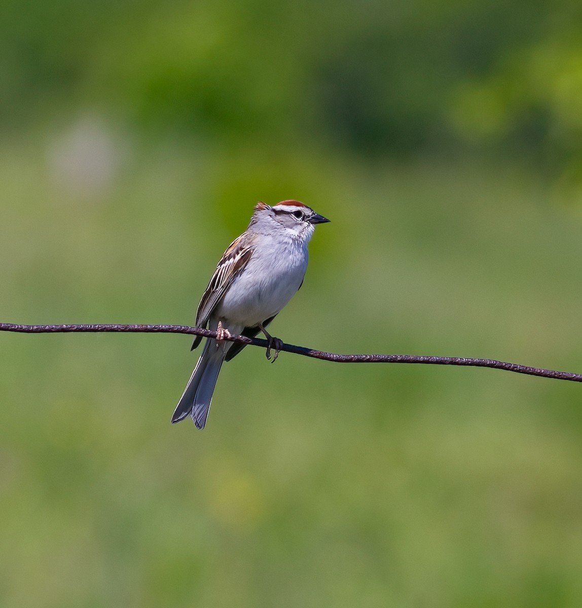 Chipping Sparrow - ML458621351