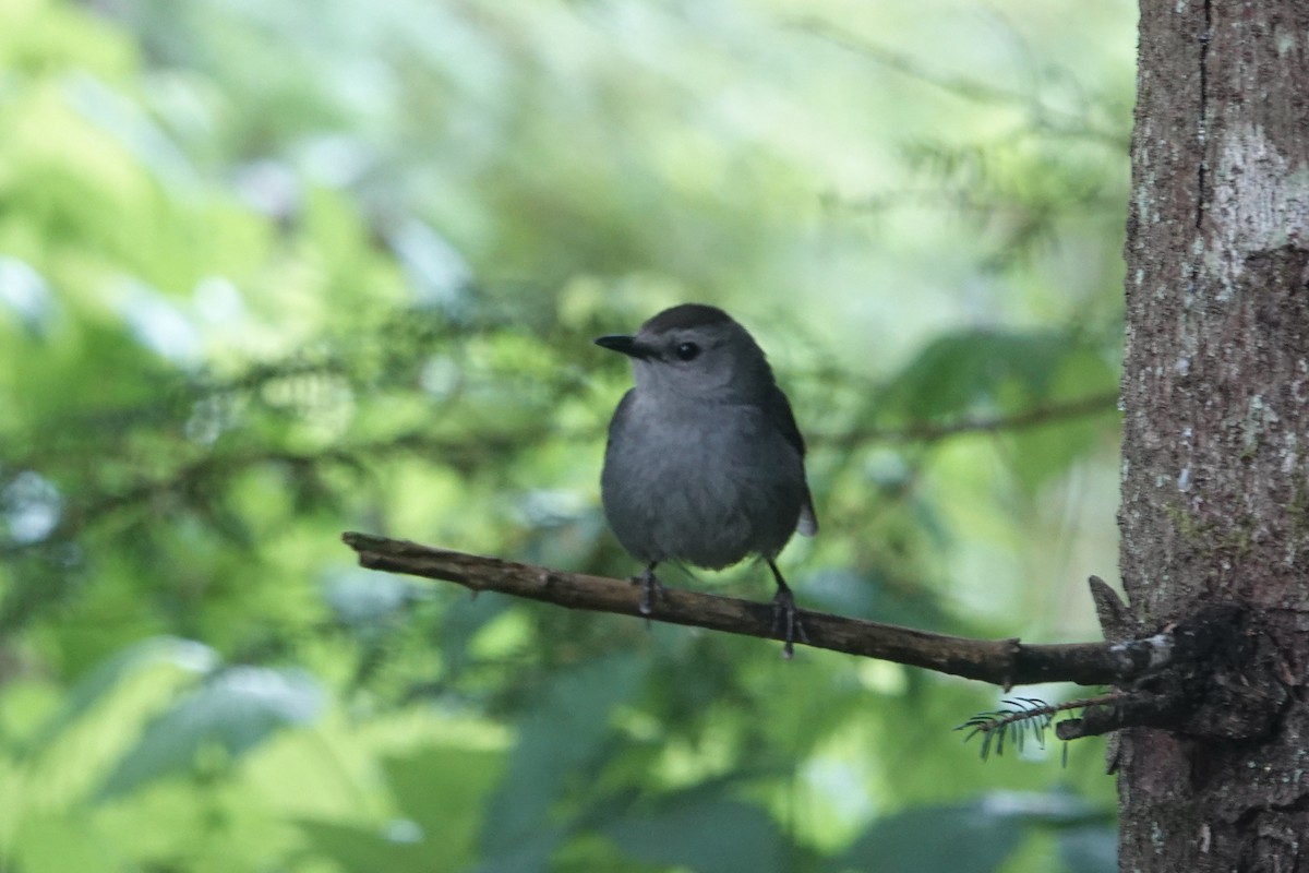 Gray Catbird - Becky Knight