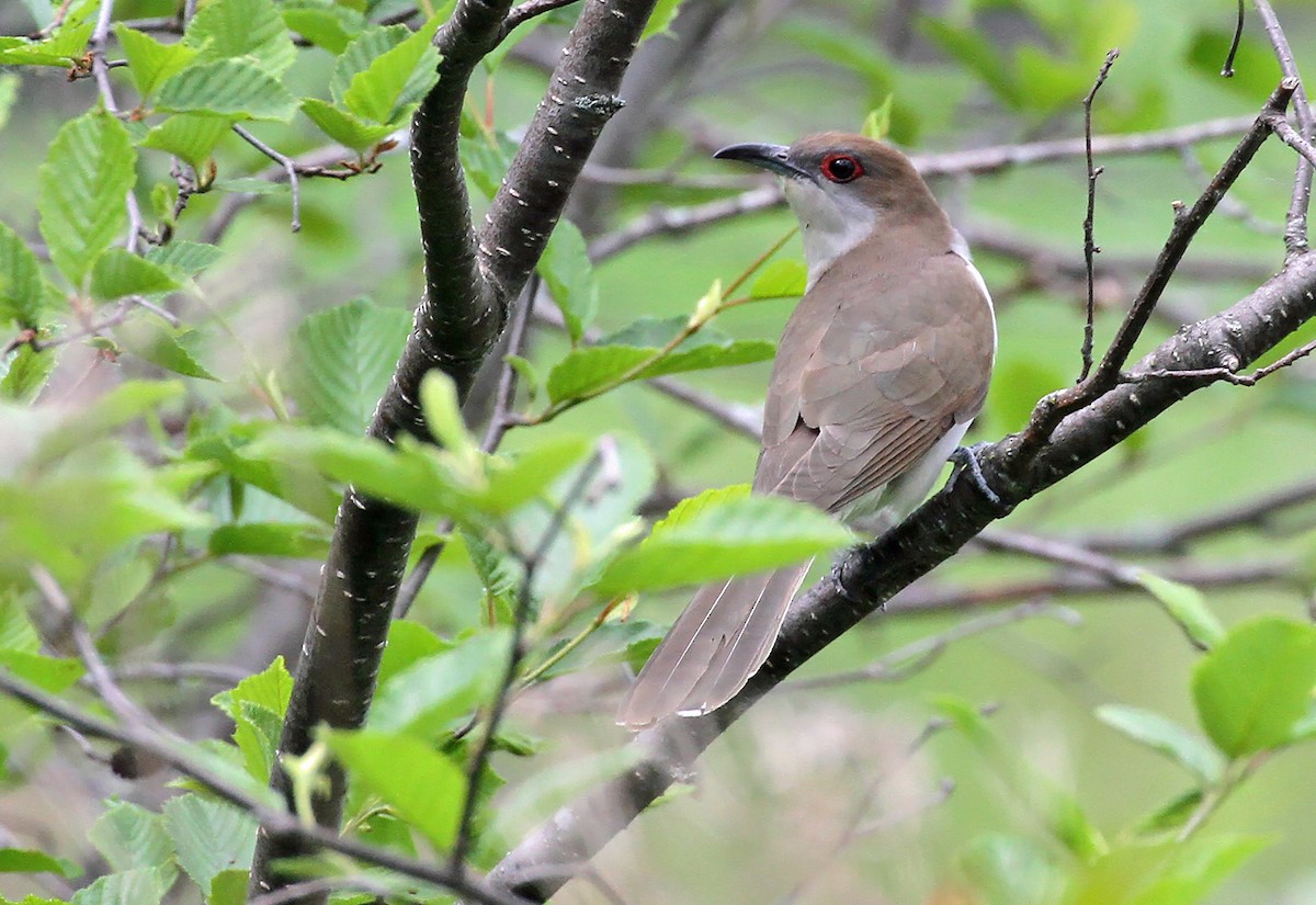 Black-billed Cuckoo - ML458622621