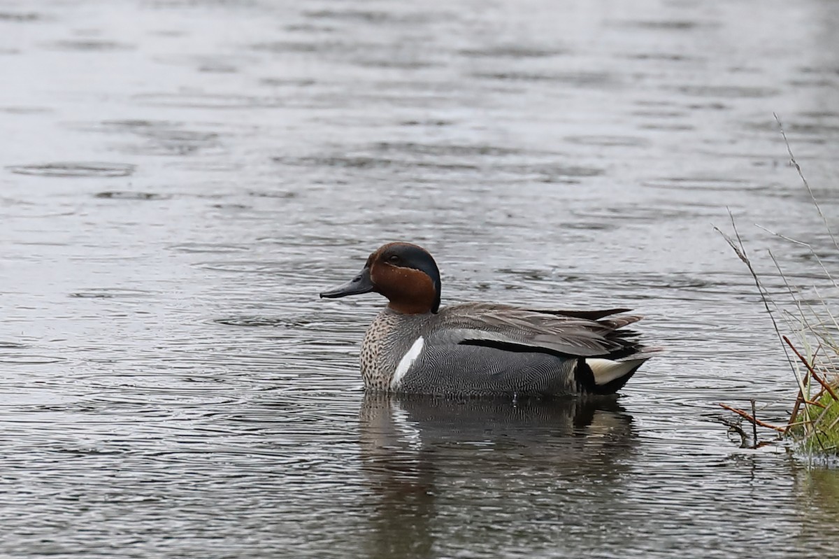 Green-winged Teal - ML458622931