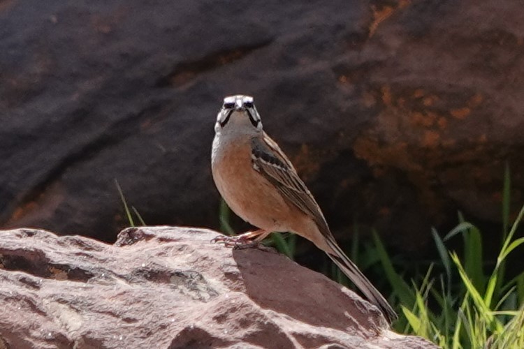 Rock Bunting - Terry Doyle