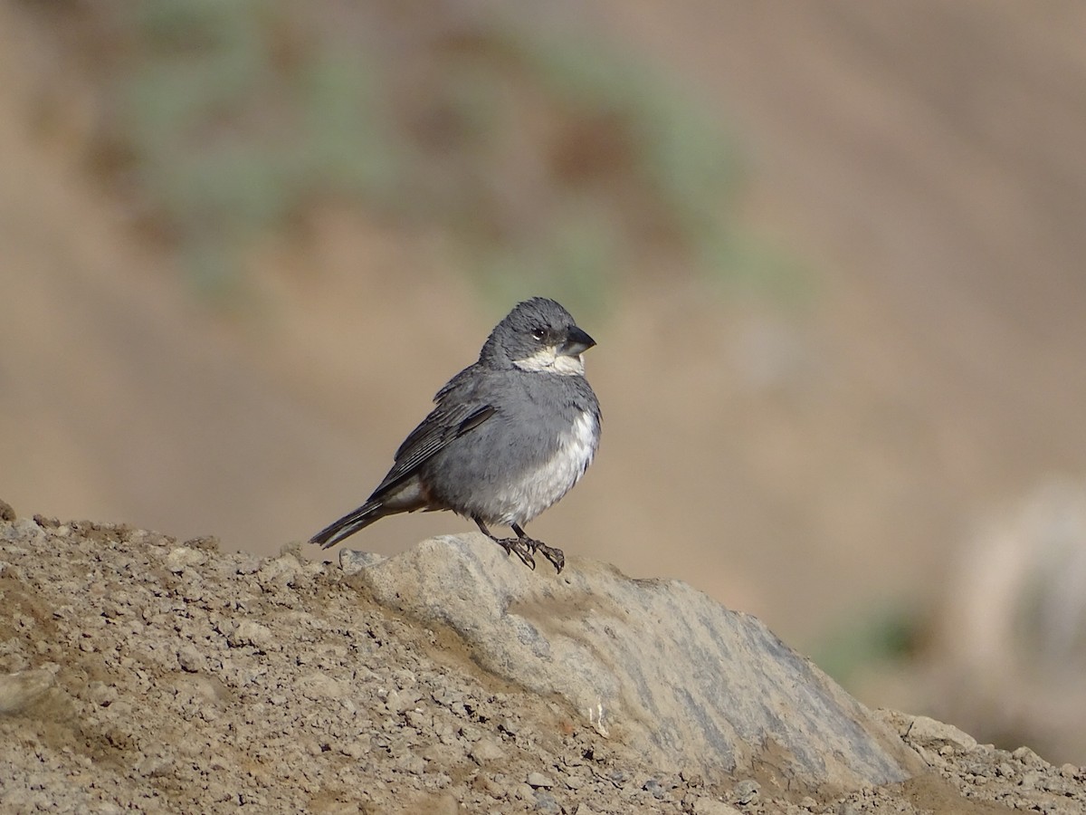 Diuca Finch - ML458626591