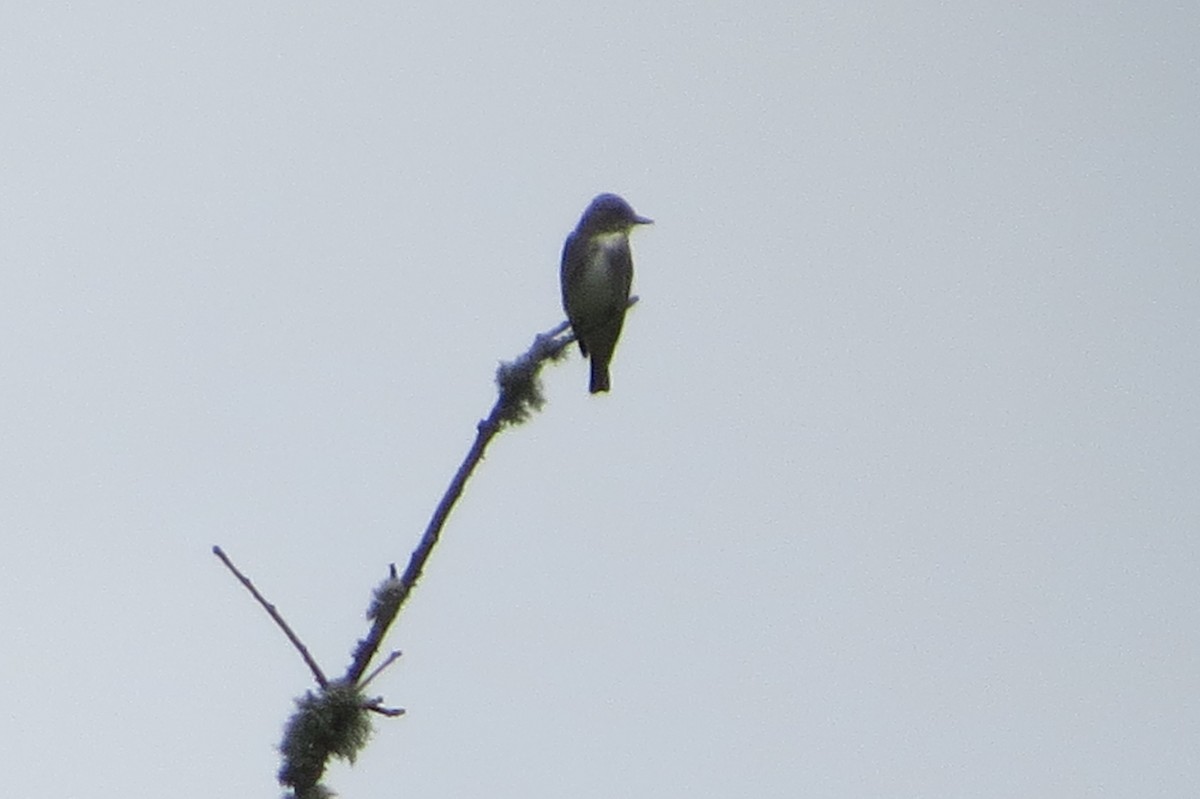 Olive-sided Flycatcher - ML458626811