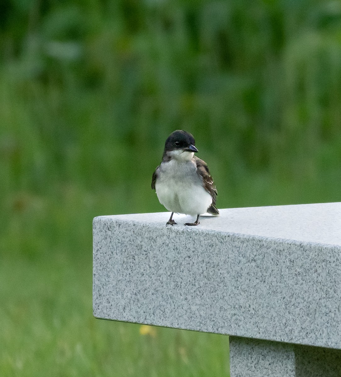 Eastern Kingbird - ML458626831