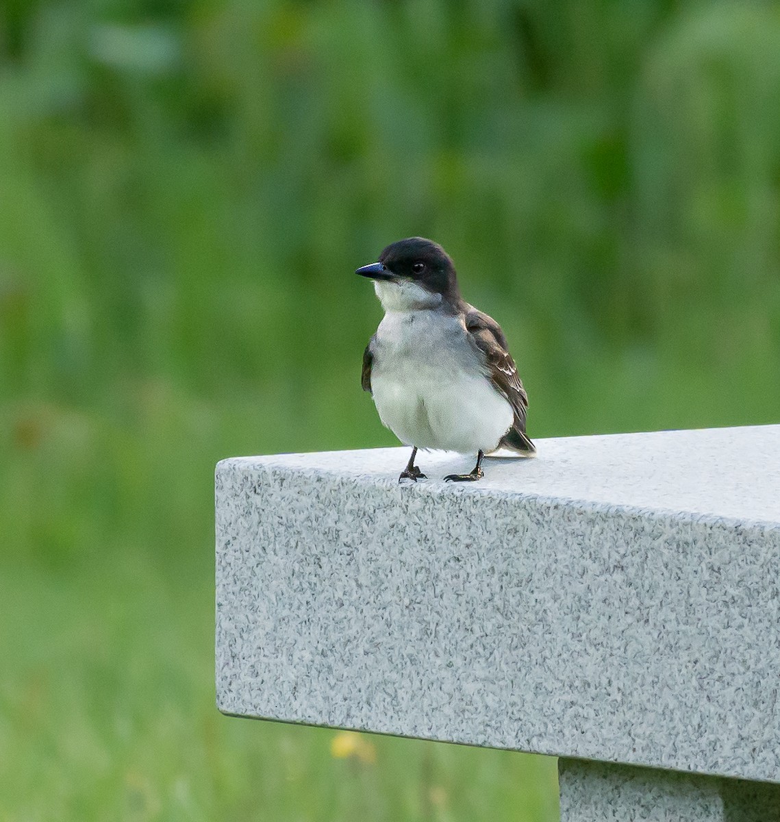 Eastern Kingbird - ML458626841