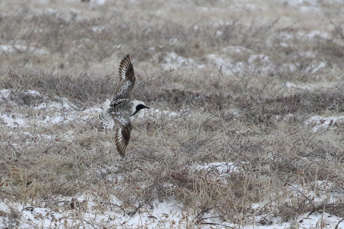 Black-bellied Plover - ML458627571