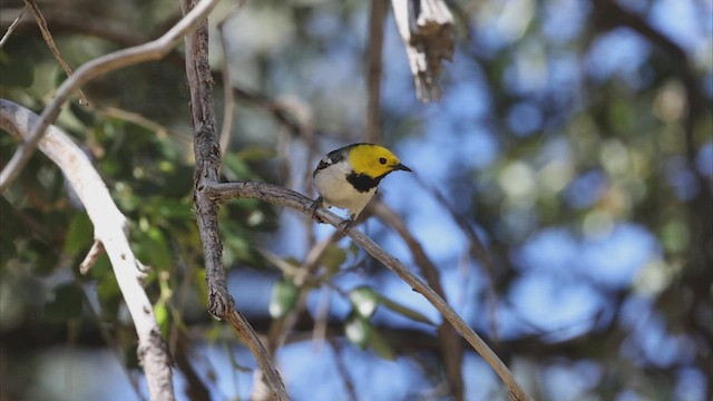 Hermit Warbler - ML458627581