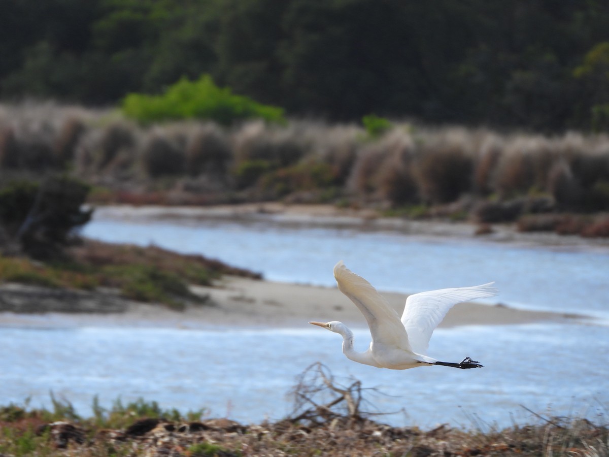 Great Egret - ML458627841