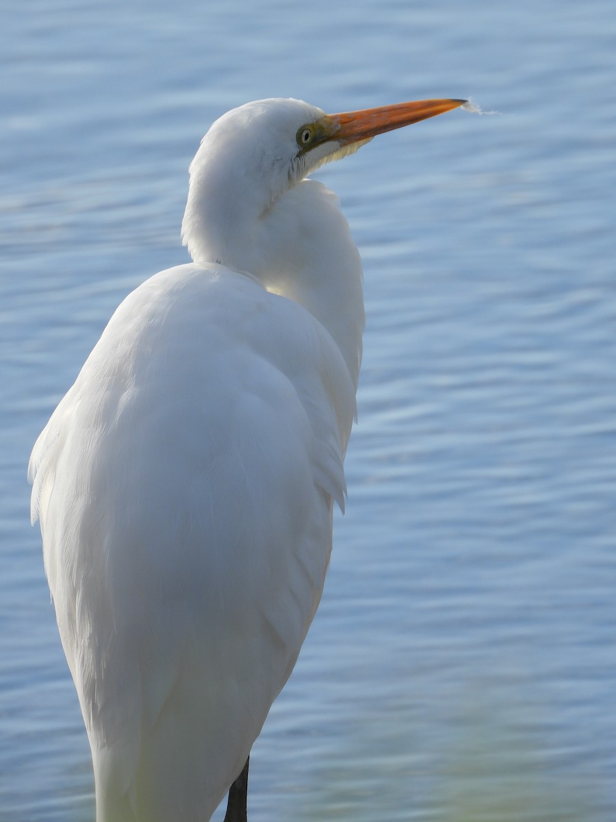 Great Egret - troy and karyn zanker