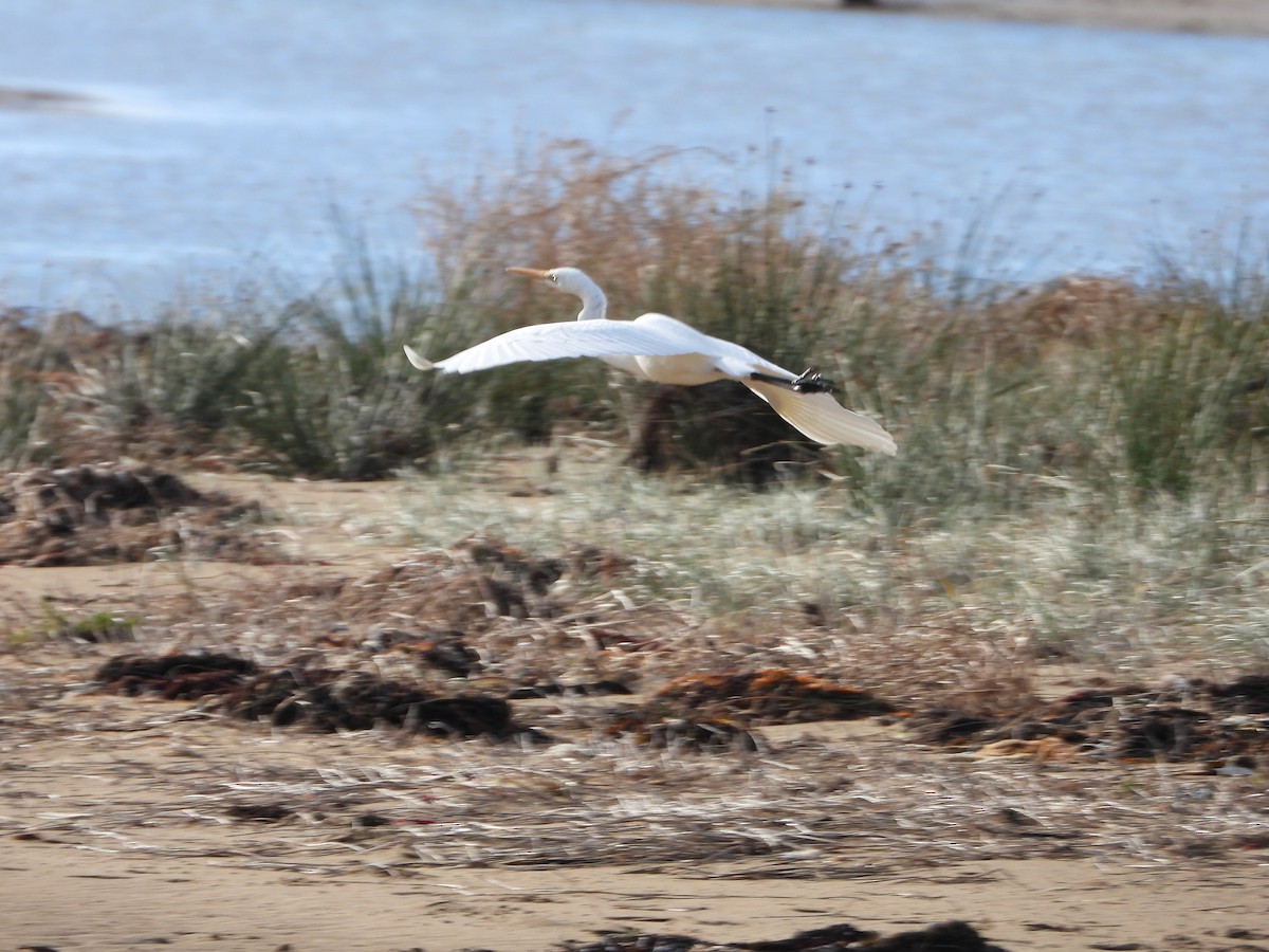 Great Egret - ML458628201