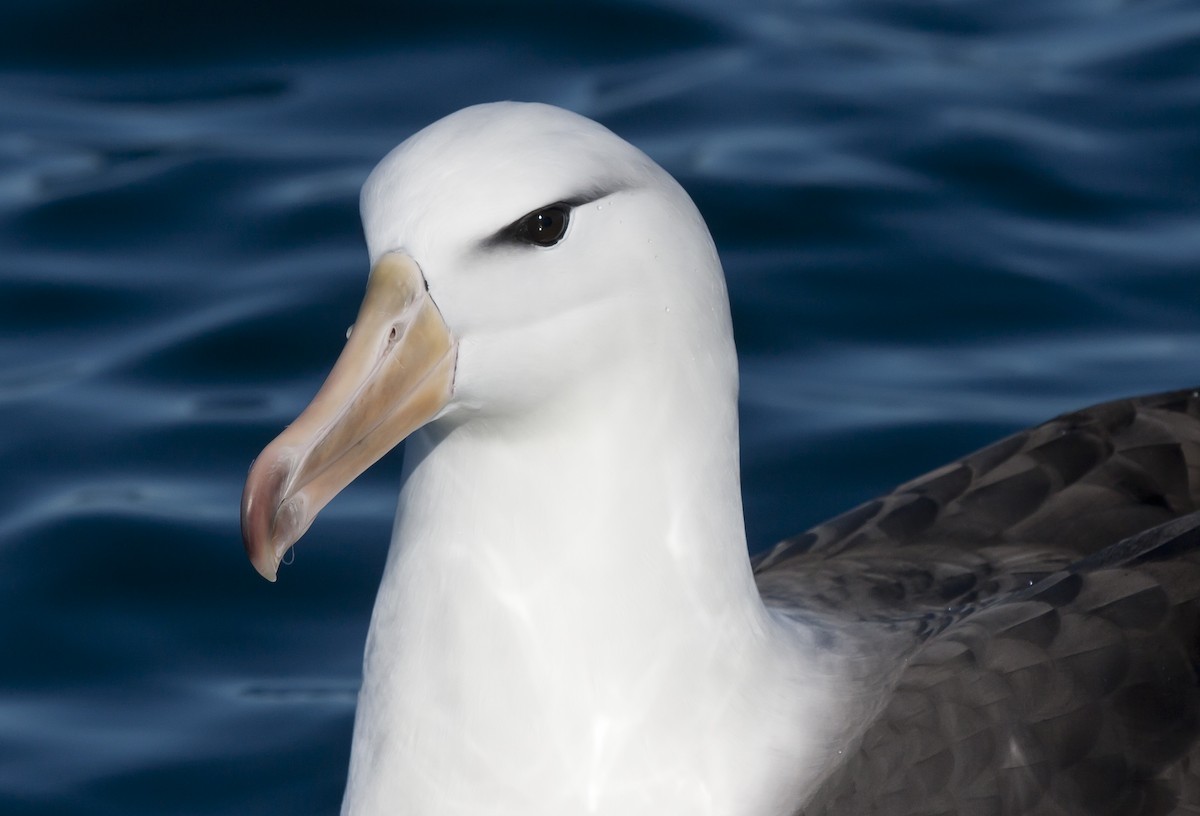 Kara Kaşlı Albatros (melanophris) - ML45862831