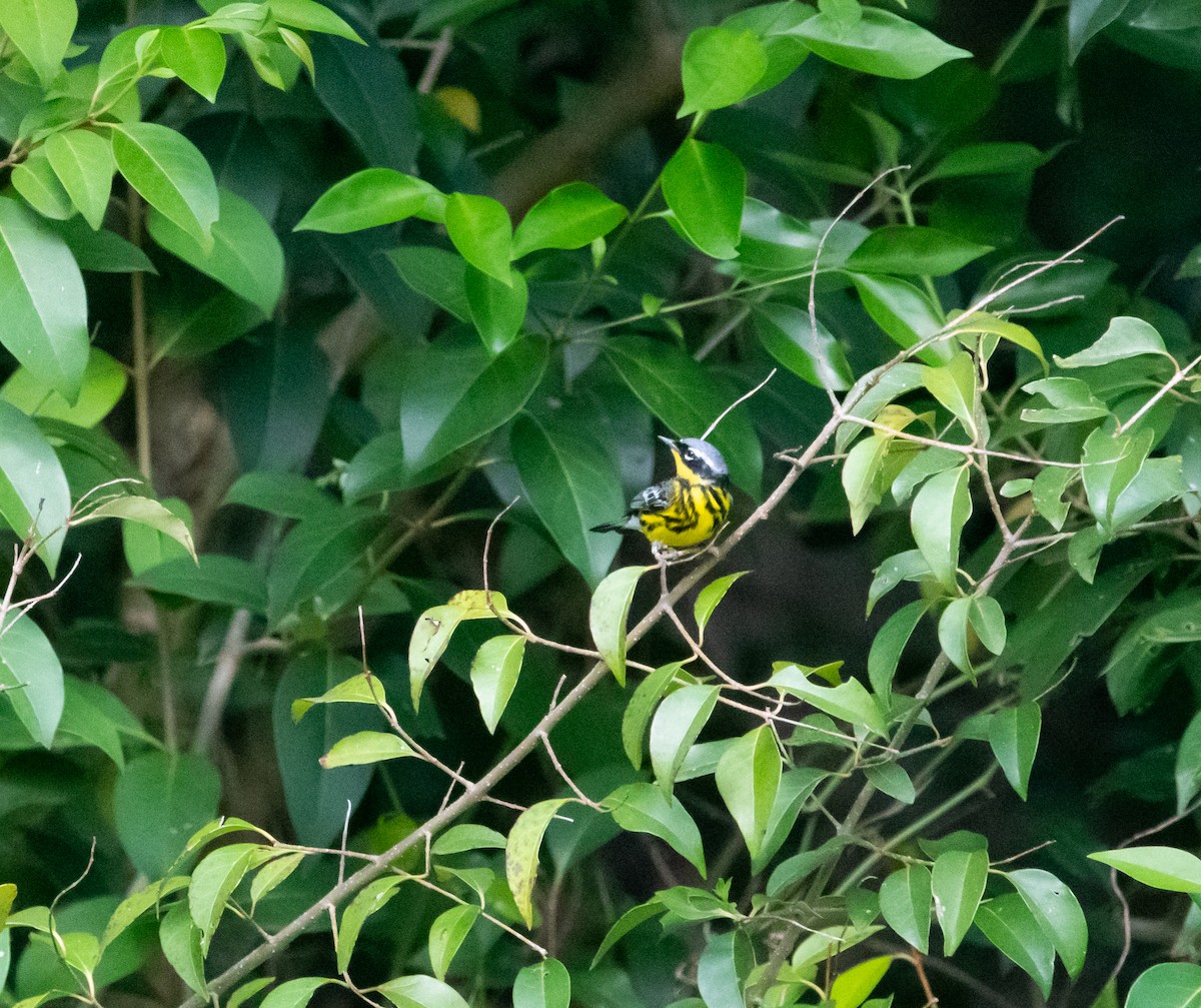 Magnolia Warbler - ML458630961