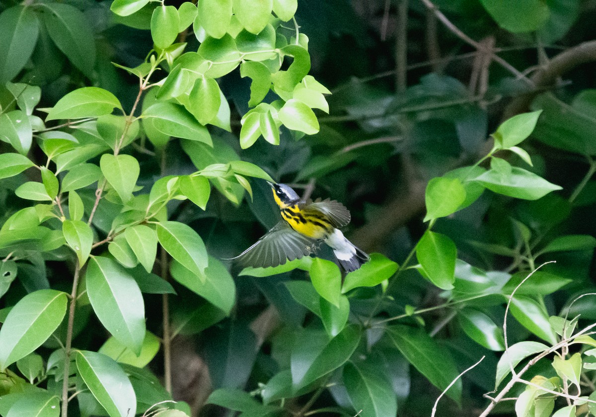 Magnolia Warbler - ML458631031