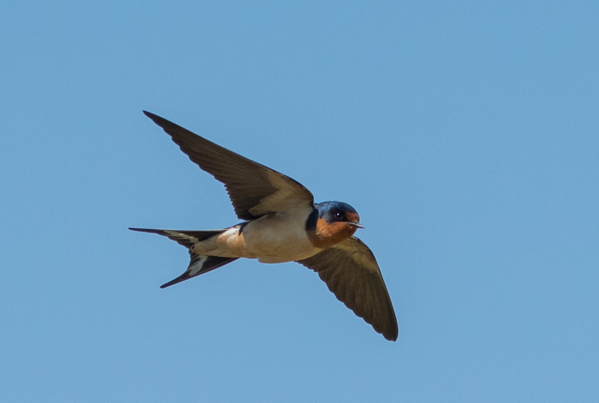 Barn Swallow - ML458632021