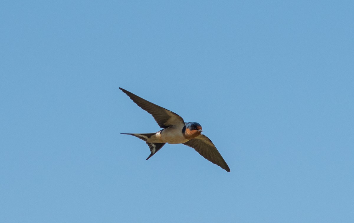 Barn Swallow - ML458632031