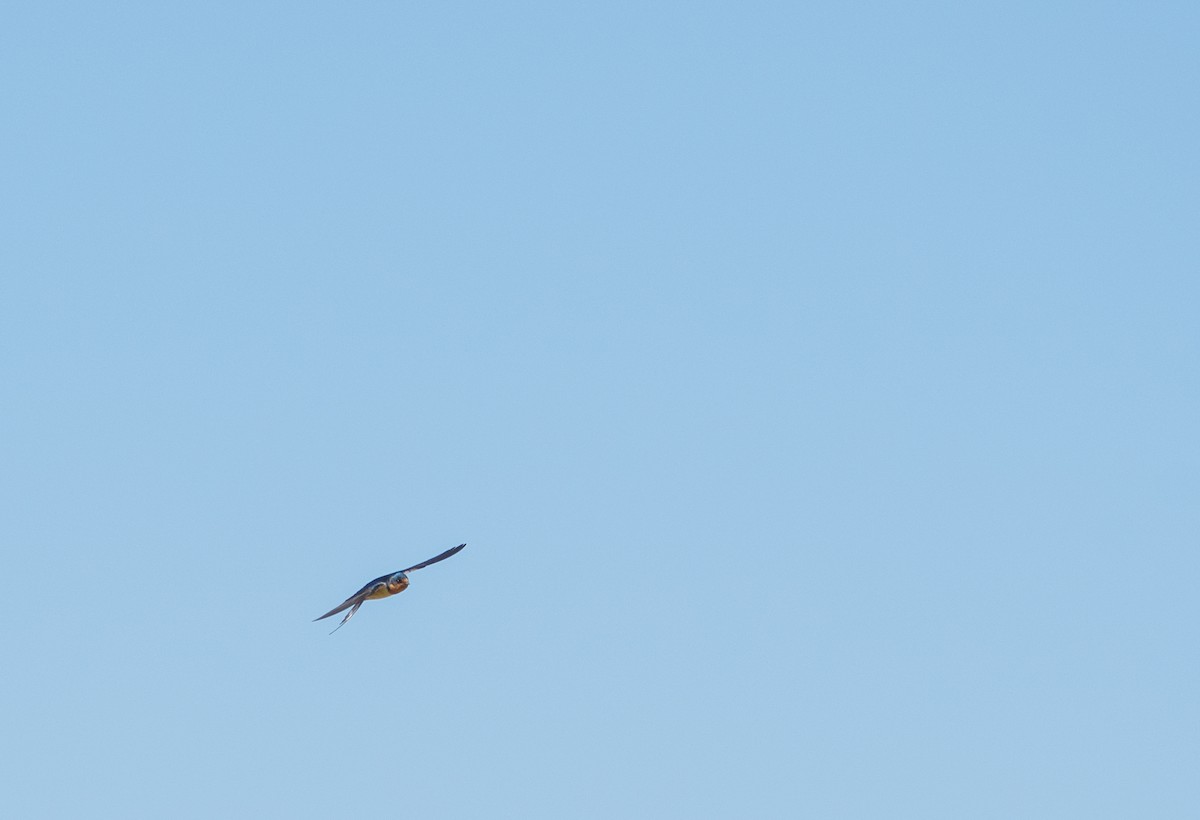 Barn Swallow - ML458632041